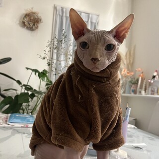 スフィンクス　男の子　2匹同時