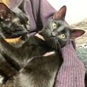 急募！！黒猫2匹の同時引き取り募集