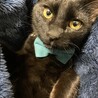 急募！！黒猫2匹の同時引き取り募集 サムネイル2