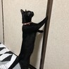 急募！！黒猫2匹の同時引き取り募集 サムネイル3