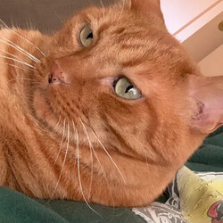 「最愛の猫との別れ」サムネイル1