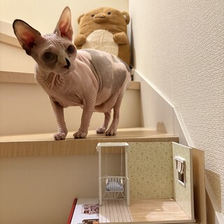 スフィンクス女の子　男の子と2匹同時に