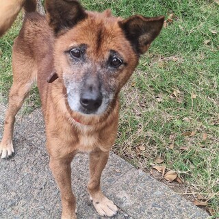 お散歩上手、つぶらな瞳が可愛い甘えたのオジサンわん