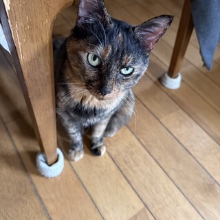 可愛がってくれる里親さん募集です！