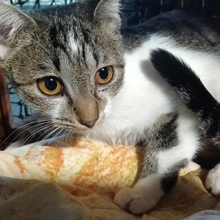 大人しい 甘えん坊の白さば女の子7ヶ月 1匹飼いに