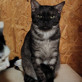 ブラックスモークの男の子