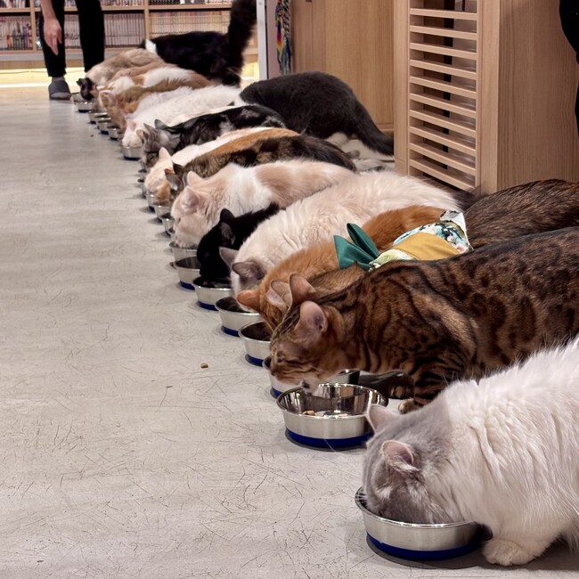 motok_ipのカバー写真