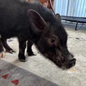 オスのマイクロブタ