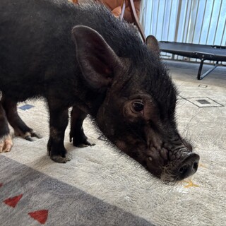 オスのマイクロブタ