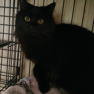 ゴージャスなお姫様アクアちゃん