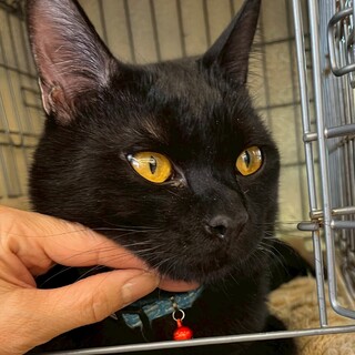 とても甘えん坊ネコハラなコア君