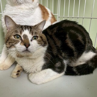 【アメショMIX】大きな顔が可愛い★おうじろうくん