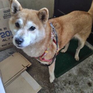 柴犬　10歳