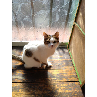 とにかく可愛いキジ白男の子、コメ太くん