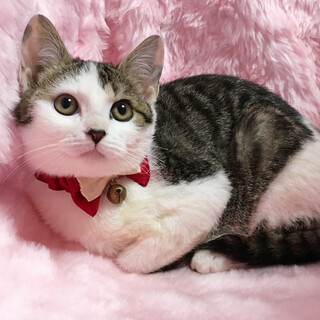 �܂�R���o����L�W���̃n�`�����w�R�������x�S�J��