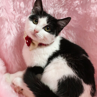 �܂�R���o���������̃n�`�����w�܂邿���x�S�J��