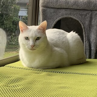 甘えん坊で綺麗な白猫ロキくん⭐︎