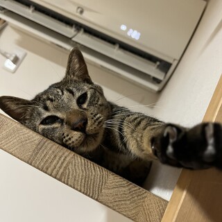 ご飯大好き！！元気なキジトラ安太(やすた)くん♂