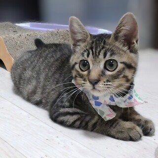 �A�C�h�����̉������V�g������A���w���N��