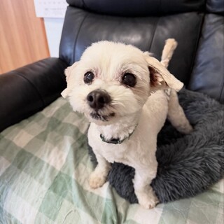 人が大好きマルチーズ男の子