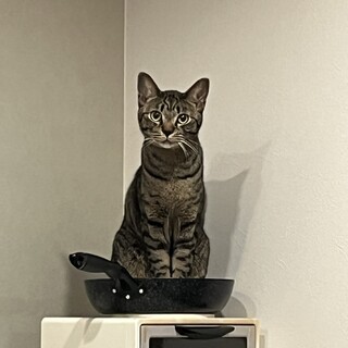 慎重派なキジトラ安男(やすお)くん♂