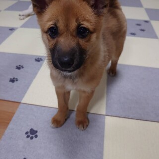 生後2ヶ月かわいい女の子「リンちゃん」