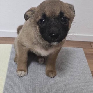 生後2ヶ月かわいい女の子「ランちゃん」