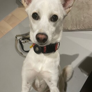 和犬mixの男の子　大和くん