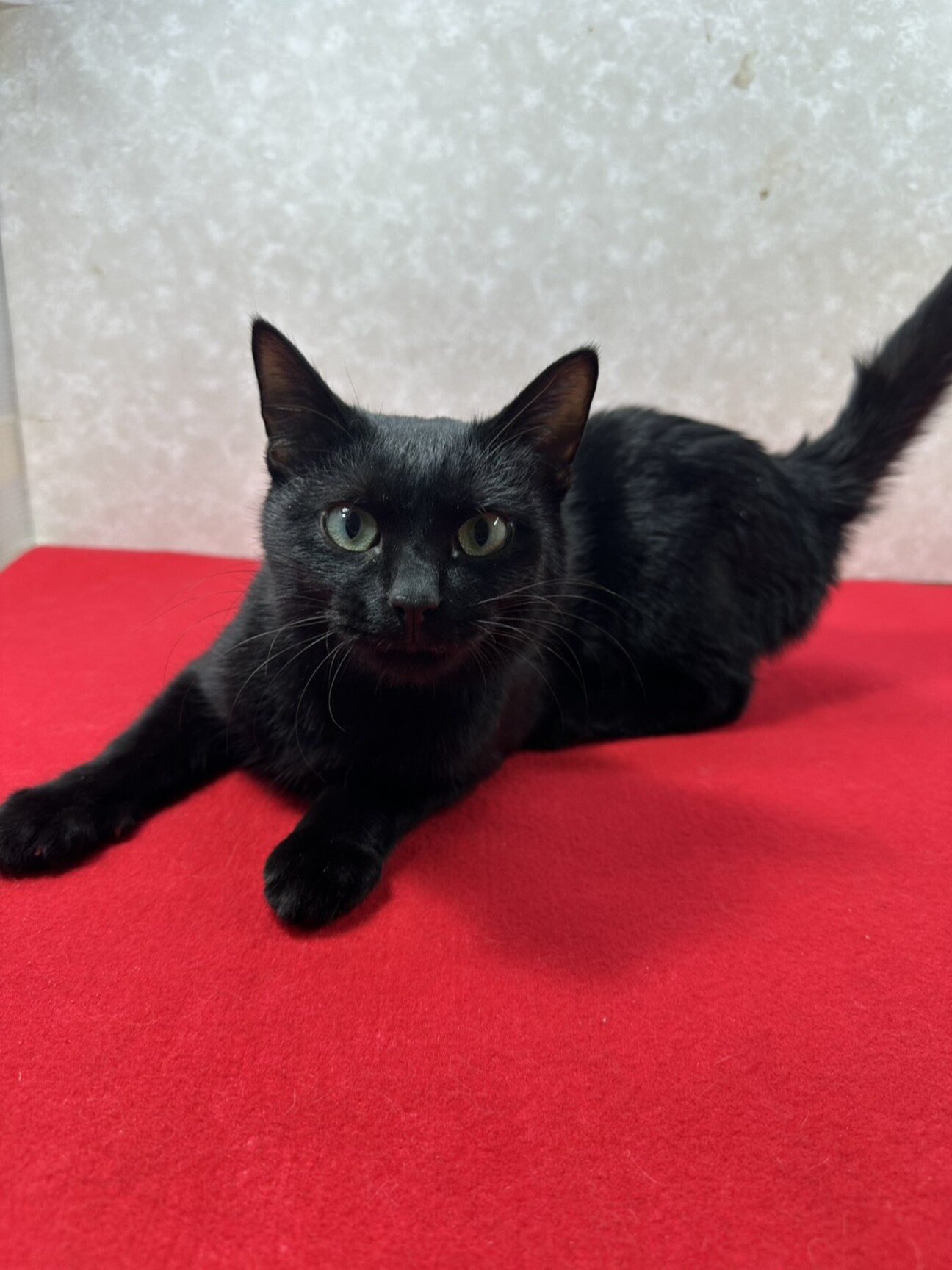 ひっつき猫❗️ガードマンの様に傍にいます❤セコム サムネイル1