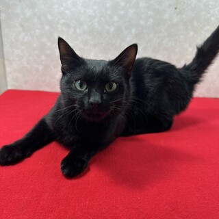 �Ђ����L�I�K�[�h�}���̗l�ɖT�ɂ��܂���Z�R��