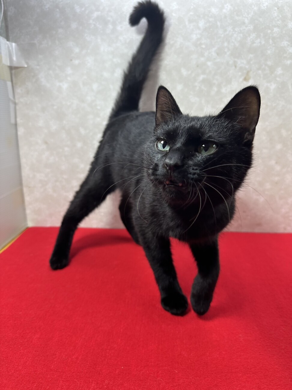 ひっつき猫❗️ガードマンの様に傍にいます❤セコム サムネイル2