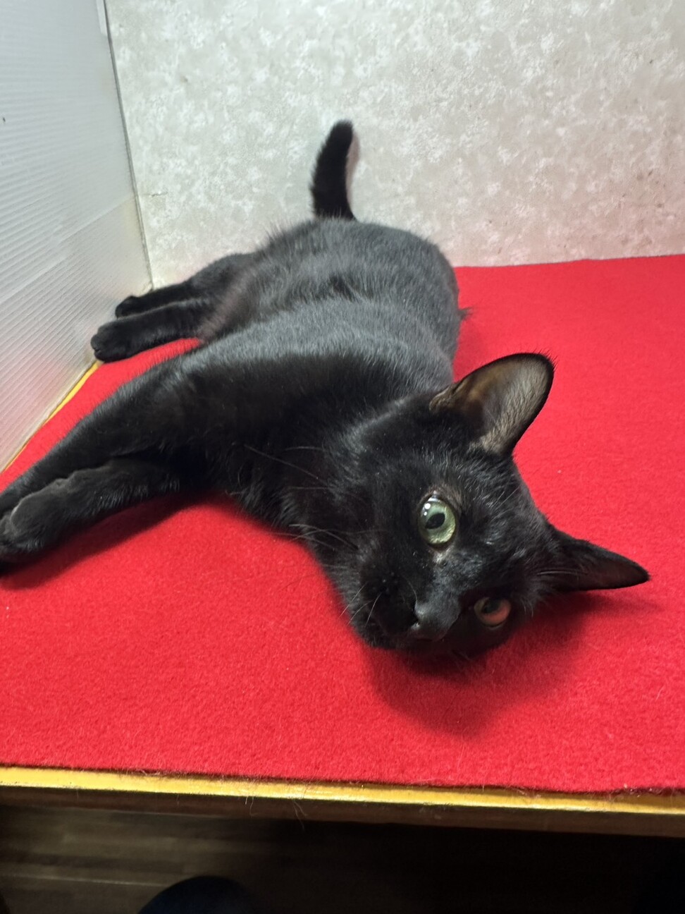 ひっつき猫❗️ガードマンの様に傍にいます❤セコム サムネイル3