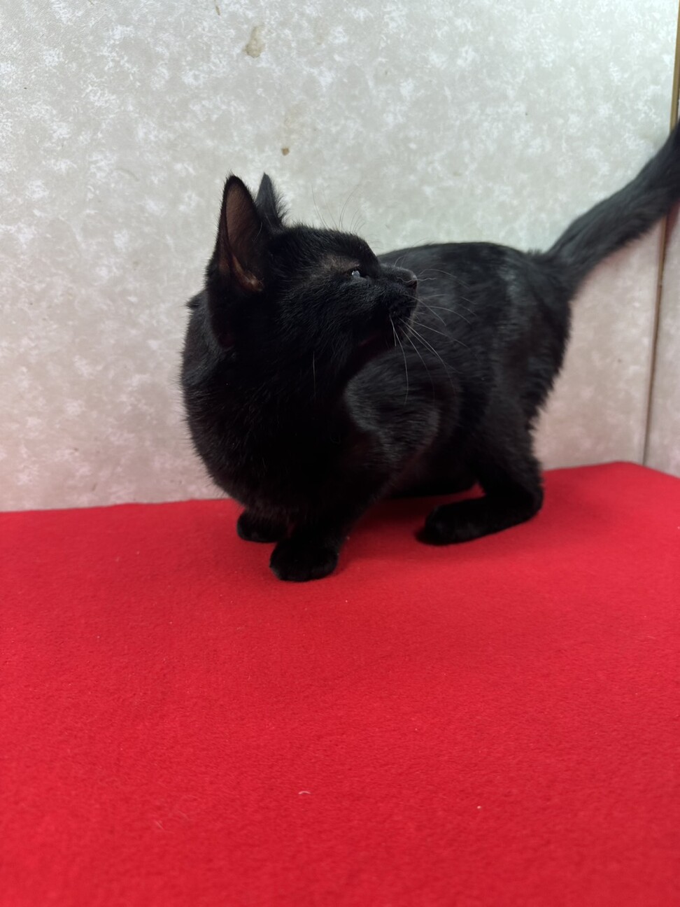 ひっつき猫❗️ガードマンの様に傍にいます❤セコム サムネイル4