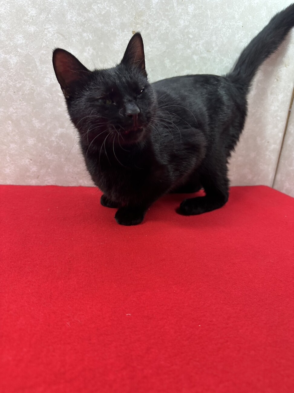 ひっつき猫❗️ガードマンの様に傍にいます❤セコム サムネイル5