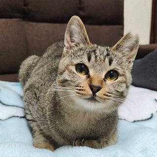 とにかく人が大好き　先住とも仲良くできる賢い女の子