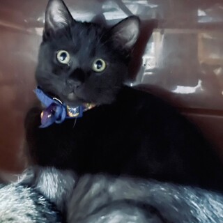 ちょっと大人しめで　可愛い少し長毛の女の子