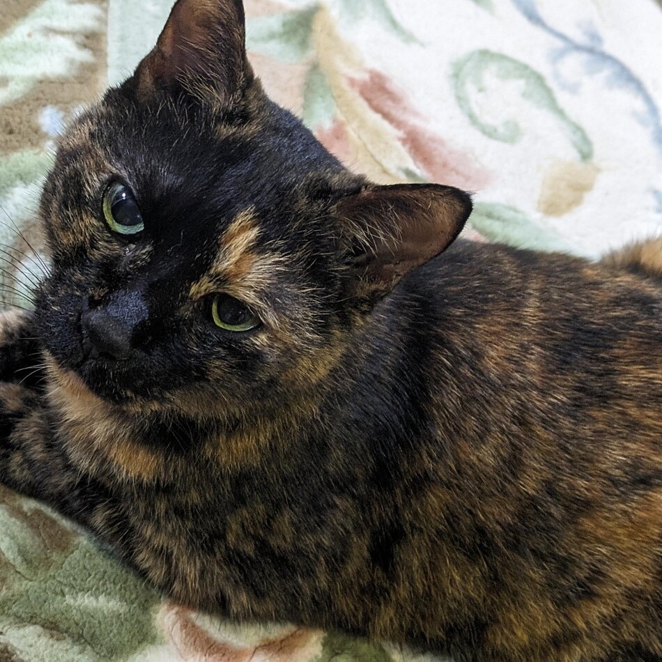 ててこのカバー写真