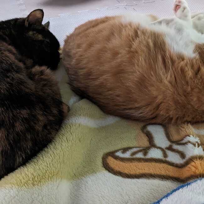 ややきのカバー写真