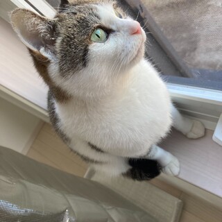 おっとり猫ちゃんの里親様を募集しております