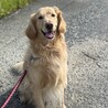 犬の里親募集 サムネイル2