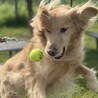犬の里親募集 サムネイル3
