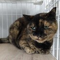 おっとりシニアのランラン