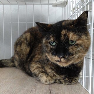 おっとりシニアのランラン