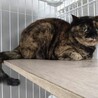 おっとりシニアのランラン サムネイル2