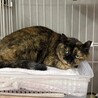 おっとりシニアのランラン サムネイル4