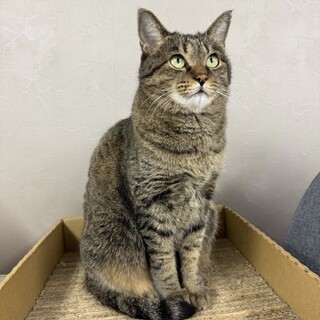 チマリィ⭐︎女の子⭐︎キジトラ⭐︎撫で放題