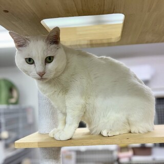 人慣れ◎白猫のスノー⭐︎男の子