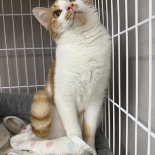 遊ぶのも猫も大好きなトマト♀⭐︎茶白ガール