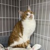 遊ぶのも猫も大好きなトマト♀⭐︎茶白ガール サムネイル2