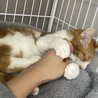 遊ぶのも猫も大好きなトマト♀⭐︎茶白ガール サムネイル5